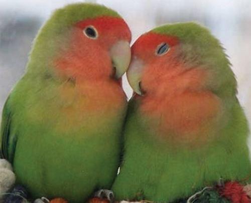 عکس پرنده ی مرغ عشق