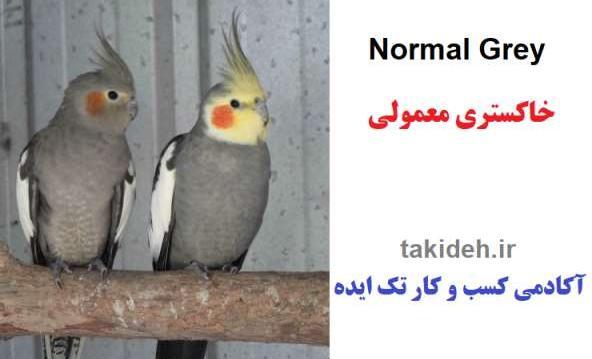 عکس عروس هلندی رنگ طوسی