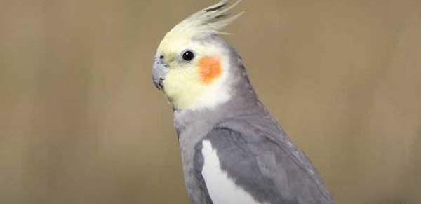 عکس عروس هلندی رنگ طوسی