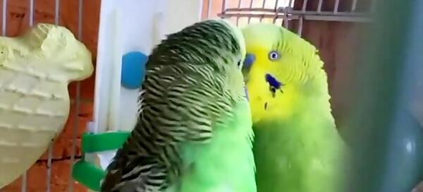 عکس مرغ عشق نر مست