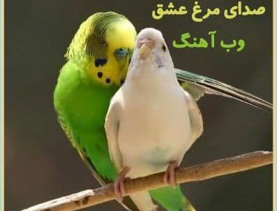 عکس مرغ عشق نر مست