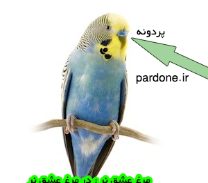 عکس مرغ عشق نر مست