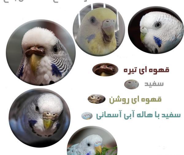 عکس مرغ عشق نر مست