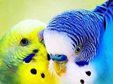 عکس مرغ عشق نر مست
