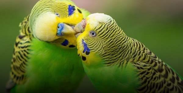 عکس مرغ عشق نر مست