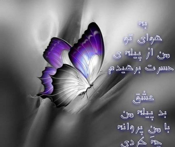 عکس نوشته پیله تنهایی