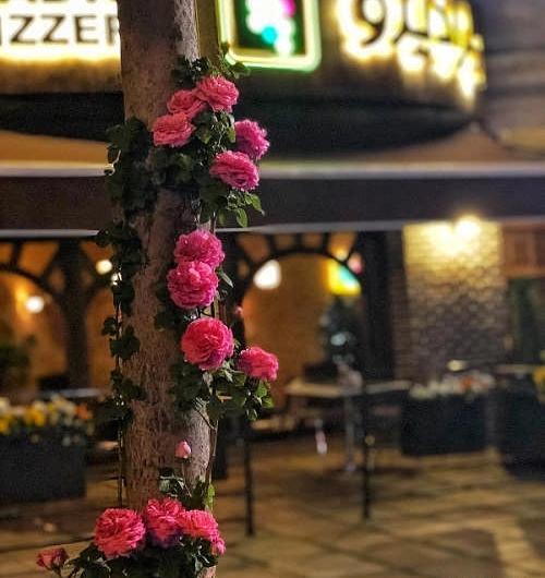 عکس رستوران پارادیزو
