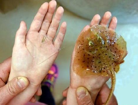 عکس موش رباتیک