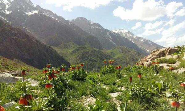 عکس اجاره سوئیت
