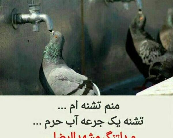 عکس نوشته کمتر از آهو که نیستم میشه ضامنم بشی