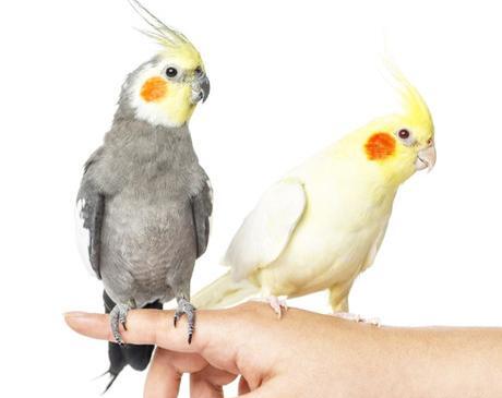 عکس عروس هلندی دستی