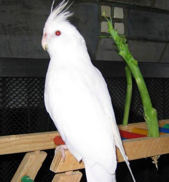 عکس عروس هلندی دستی