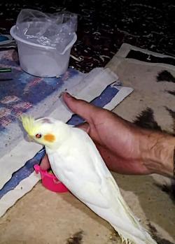 عکس عروس هلندی دستی