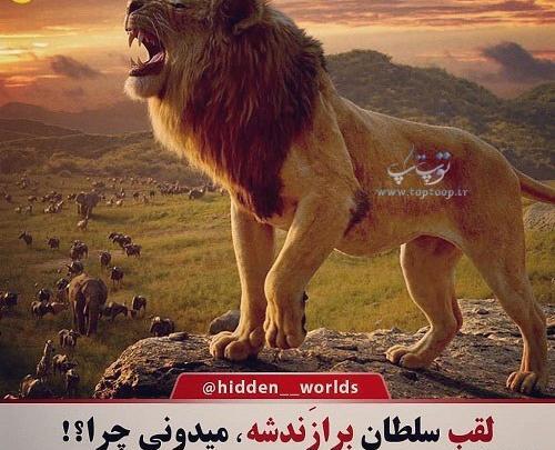 عکس نوشته تنهایی شیر