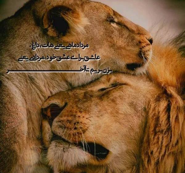 عکس نوشته تنهایی شیر
