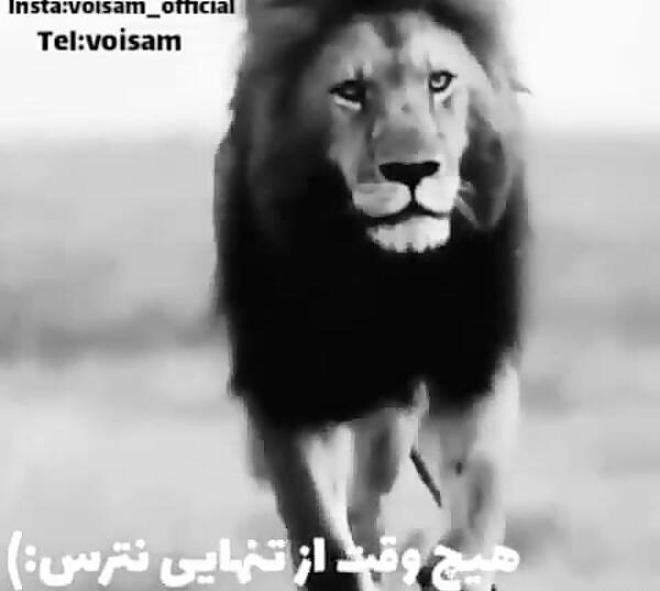 عکس نوشته تنهایی شیر
