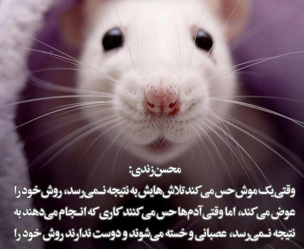 عکس موش تازی