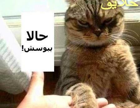 عکس نوشته خنده دار گربه ها