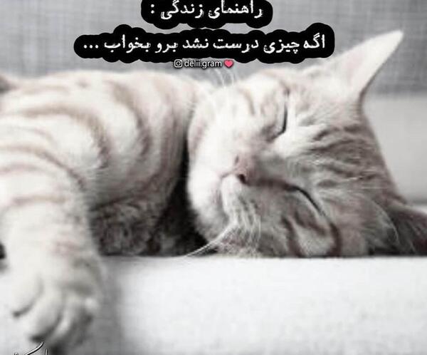 عکس نوشته خنده دار گربه ها