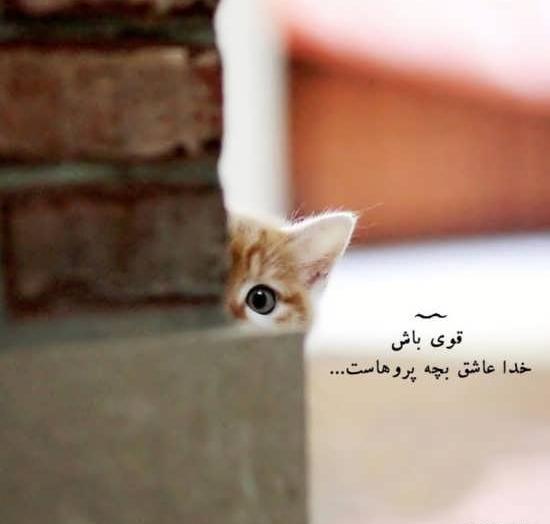 عکس نوشته خنده دار گربه ها
