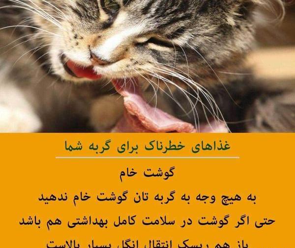 عکس نوشته خنده دار گربه ها
