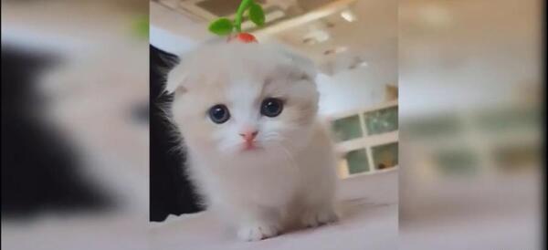 عکس موش ناز نازی