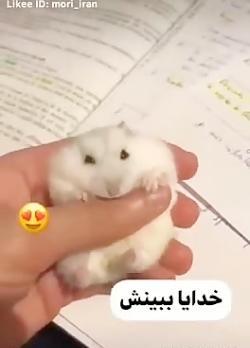 عکس موش ناز نازی