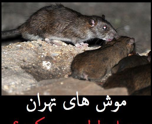عکس موش آدم خوار