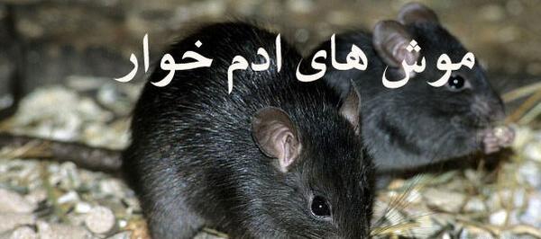 عکس موش آدم خوار