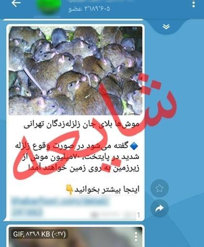 عکس موش آدم خوار