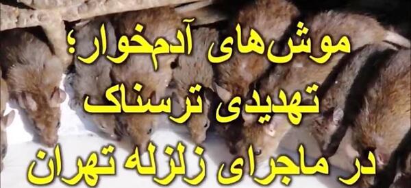 عکس موش آدم خوار