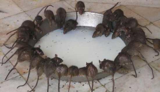 عکس موش واقعی