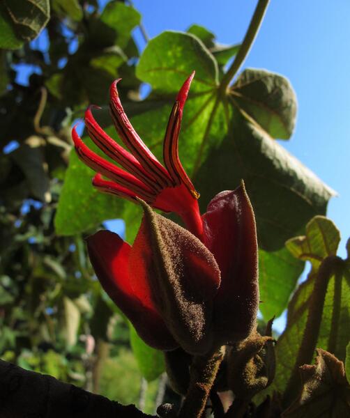عکس گل شیطانی