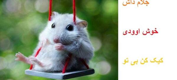 عکس موش فانتزی