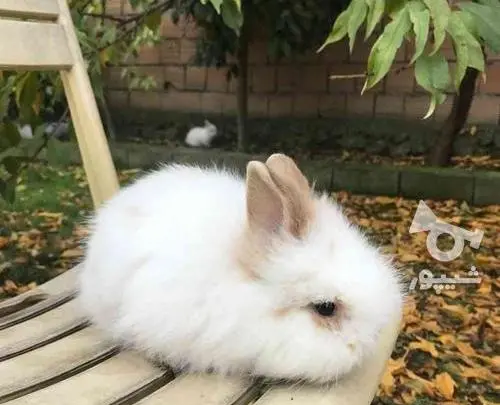 عکس خرگوش لوپ جرسی