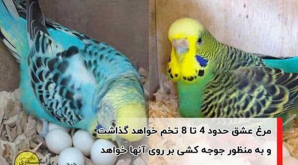 عکس بچه ی مرغ عشق