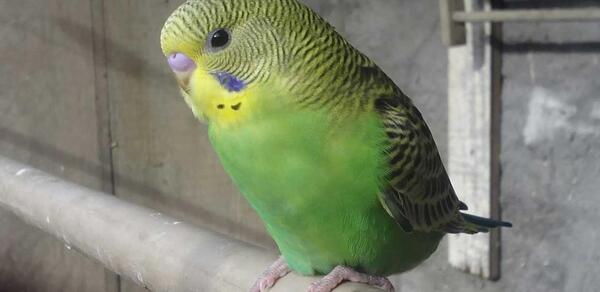 عکس بچه ی مرغ عشق