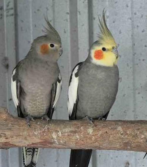 عکس های عروس هلندی ماده