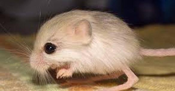عکس موش دوپا