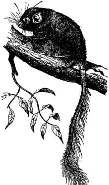 عکس موش پرنده