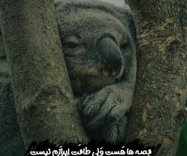عکس نوشته باید یکی باشه