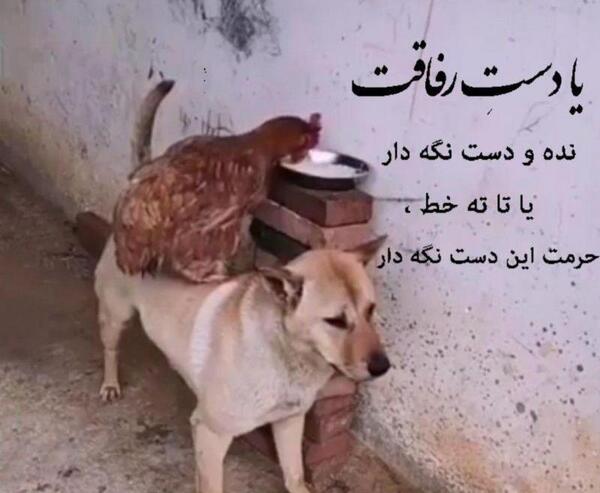 عکس نوشته یا دست رفاقت نده