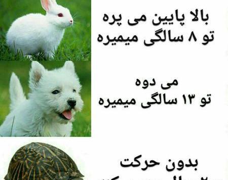 عکس نوشته خنده دار درباره چاقی