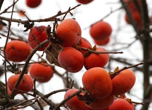 عکس نوشته خرمالو پاییزی