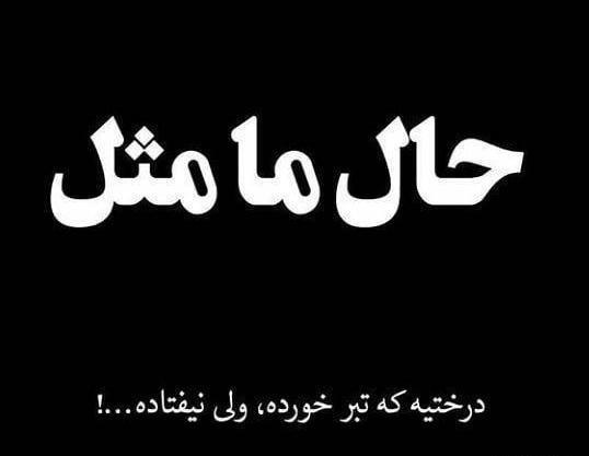 عکس نوشته من یه درختم که عاشق تبر شده
