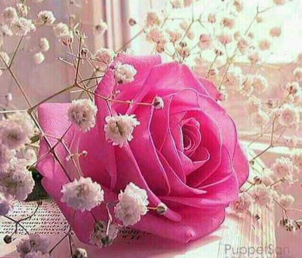 عکس نوشته من لم یشکر المخلوق