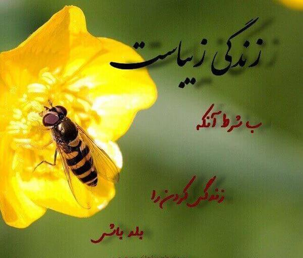 عکس نوشته زندگی خیلی زیباست