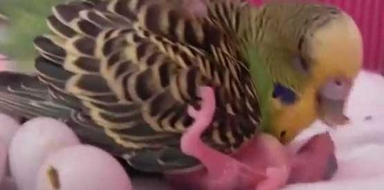 عکس جوجه مرغ عشق تازه متولد شده