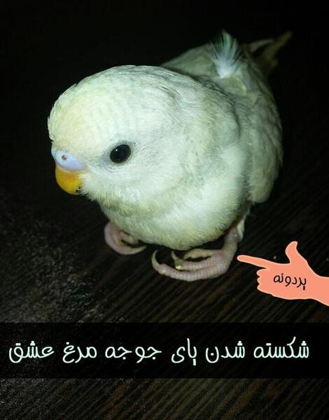 عکس مرغ عشق فلج