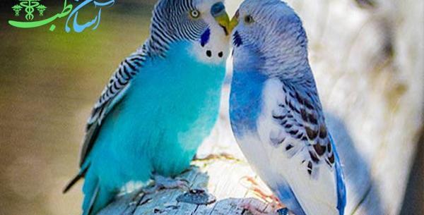 عکس مرغ عشق فلج